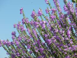 It is found naturally in the southwestern united states and mexico as well as parts of south america. Purple Flowers Bushes Tucson Tjs Garden