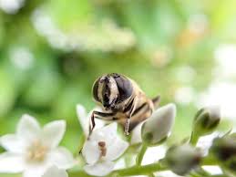 This information might be about you, your preferences or your device and is mostly used to make the site. Gardening For Hoverflies National Botanic Garden Of Wales