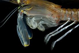 نتیجه جستجوی لغت [appendages] در گوگل