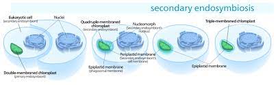 The number of chloroplast varies from cell to cell. Chloroplast Wikipedia