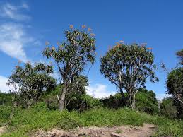 Image result for Aloidendron tongaense