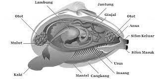 Merupakan lapisan tengah cangkang b. Struktur Dan Fungsi Tubuh Mollusca Mikirbae Com
