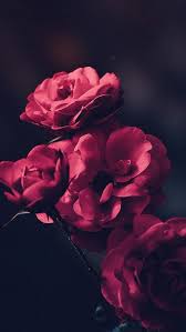 Informationen zu iphone wallpaper pin sie können mein profil ganz einfach verwenden, um verschiedene arten von ausgaben zu testen. Rote Rosen Lockscreen Wallpaper Lockscreen Rosen Rote Wallpaper Wallpers Blumen Hintergrund Iphone Blumen Hintergrund Rosentapete