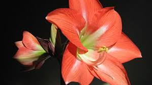 The leaves are needed to replenish the bulb so it can bloom again. Make Amaryllis Flowers Last Longer Horticulture