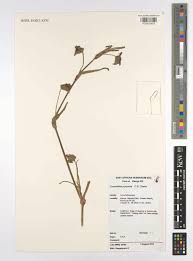 Image result for Commelina purpurea