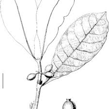 Image result for Gardenia transvenulosa