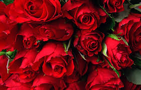 A lot of flowers rose. Wallpaper Flowers Roses Red A Lot Images For Desktop Section Cvety Download