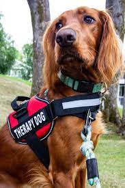 The Ban On Emotional Support Animals On Planes Affects Those With Legitimate Mental Disabilities In 2021 Emotional Support Animal Support Animal Emotional Support Dog