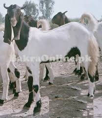 White Goat for Sale Animal Qurbani Sale 2024