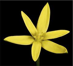 Image result for Pauridiantha