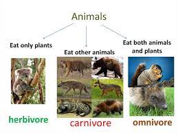 Consumers can be carnivore s (animals that eat other animals) or omnivore s (animals that eat both plants and animals). Animals Food Chain Online Presentation