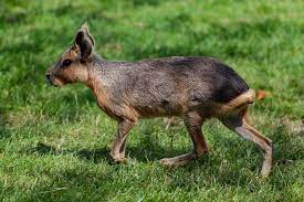 Office of the migration agents registration authority homepage. Patagonian Mara Rodent Free Photo On Pixabay