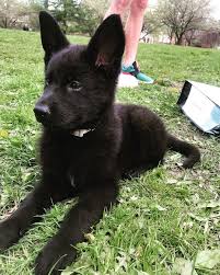 German Shepherd Dog Gsd On Instagram Cuteness Overload Follow Cali In 2020 Black German Shepherd Puppies German Shepard Puppies Black German Shepherd Dog