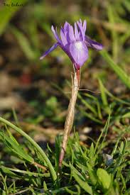 Image result for Moraea niassensis