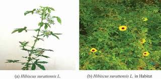 Image result for Hibiscus surattensis