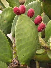 Prickly pears are a subgroup of opuntia, and come in several varieties, according to abbye churchill, garden expert and author of gardens of eden. Nopales Or Prickly Pear Http Cactusextractus Blogspot Pt Flowers Cactus Plants Cacti And Succulents