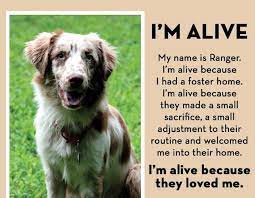 Pin On Rescue Articles