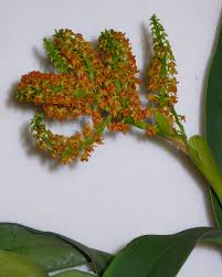 Image result for Polystachya maculata