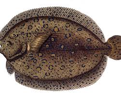 Image result for Platostoma montanum