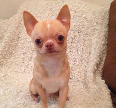 Apple Head Teacup Black Chihuahua Teacup Applehead Chihuahua Available For Stud Cute Chihuahua Chihuahua Chihuahua Love