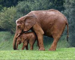 Pin On Photography Elephant