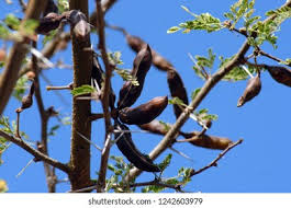 Image result for Acacia luederitzii