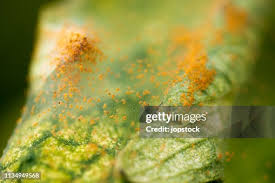 Image result for Tetranychidae grapevine