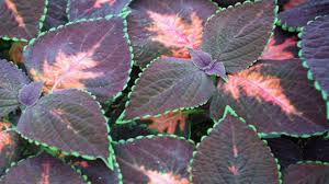 Image result for Coleus meyeri