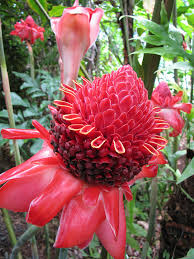 Image result for Laggera elatior