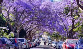 We did not find results for: Jacarandas In Bloom A Purple Lining To 2020 Share Your Pictures Trees And Forests The Guardian