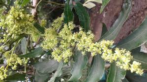 Image result for Harpephyllum afrum