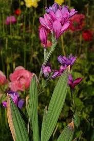 Image result for Babiana