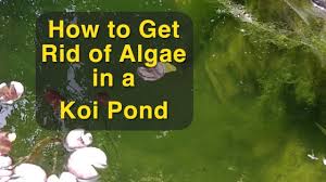 So let's start with a primer on how exactly algae ends. How To Get Rid Of Algae In A Koi Pond Youtube