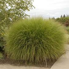 Image result for Miscanthus