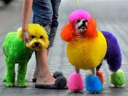 Exceptional Dogs Grooming Design Ideas And Modern Color Trends Dog Dye Dyed Dog Rainbow Dog