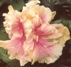 Image result for Hibiscus platycalyx