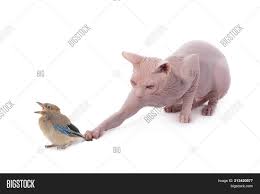Looking like little pink jellybeans, they are blind, hairless and have no ears. Baby Bird Sphynx Image Photo Free Trial Bigstock