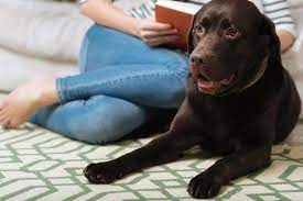 Why Do Dogs Dig The Carpet How To Stop Indoor Digging