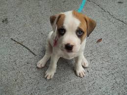 American Bulldog Beagle Mix Black And White Mutt Puppies Boxer English Bulldog Blackmouth Cur Mix Picture Photo American Bulldog Mix Boxer Mix Puppies Bulldog Breeds