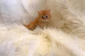 Persian kitten breeders of championship designer persian kittens & persian cats without extreme faces. Orange Tiger Persian Kitten For Sale In Cleveland Ohio Classified Americanlisted Com
