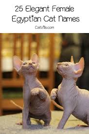 Do you love reading and learning about ancient egypt and its culture? 50 Elegant Egyptian Cat Names
