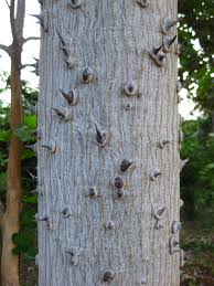 Image result for Erythrina madagascariensis