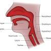 3 specialized anatomy of the shoulder. 1