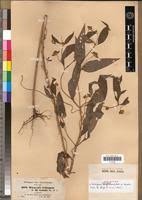 Image result for Vernonia ringoetii