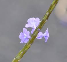 Image result for Stachytarpheta