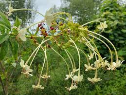 Image result for Clerodendrum rotundifolium