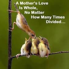 Birds That Start With An S A Mothers Love Mothers Love Quotes Mother Quotes Mothers Love