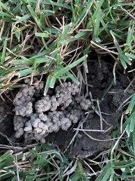 A nighttime stroll with a flashlight will help confirm your hunch is right. Weird Holes In Yard Is It Pest Or Fungus Help The Lawn Forum