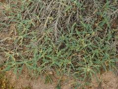 Image result for Indigofera ischnoclada