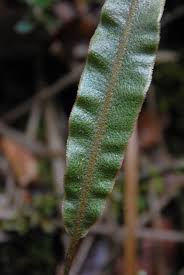Image result for Elaphoglossum kivuense